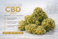 Fleurs CBD (Gelato)